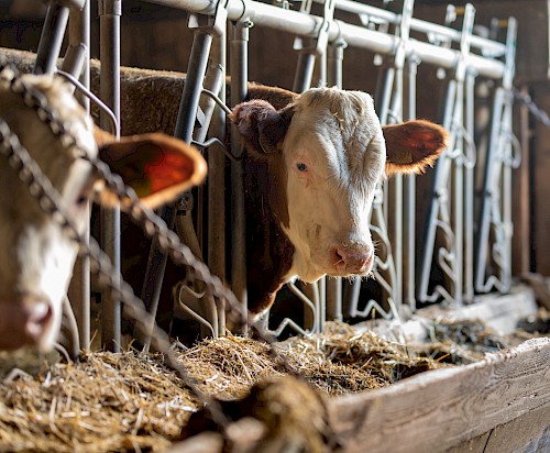 Besuch bei unserem Bauer Breitenbücher in Freiberg Besuch bei unserem Bauer Breitenbücher in Freiberg